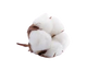 Note de tête